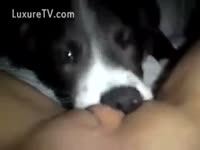 [ Pet Porn Film ] Doggy engulfing needy bawdy cleft very deeply